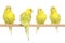 Four yellow budgie on branch