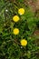 Four yellow dandelion flowers Taraxacum closeup.Top view. background