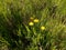 Four yellow dandelion spring among green grass