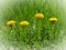 Four yellow dandelions in row