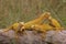Four yellow iguanas are sunbathing