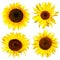 Four yellow sunflower