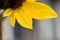 Four Yellow Sunflower Petals Waterdrops