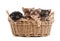 Four yorkshire terrier puppies in a basket