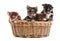 Four yorkshire terrier puppies in a basket