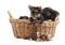 Four yorkshire terrier puppies in a basket