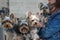 Four Yorkshire Terriers