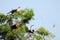 Four Young Anhinga Birds