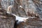 Four young Bighorn Sheep on snowy cliff\'s edge near Jackson Wyoming