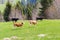 Four young bulls running on green meadow, trees, forest