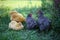 Four young chickens by a fence in the grass