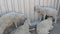 Four young lambs and sheep are breathing hard from the heat under an iron fence on a summer day at a sheep farm