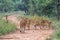 Four young Lions starring at the camera.animal, cat, wild, lion, wildlife, nature, feline, carnivore, african, dangerous, leo, big