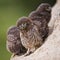 Four young little owls are on the slope