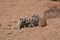 Four young Meerkat Puppies are huddling