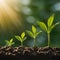 Four young plants growing in size bathed in golden light on dark soil