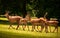 Four Young Red Deer Walking
