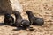 Four young seal pubs playing at the beach