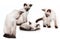 Four young siamese cats