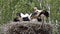 Four young storks in nest day before first flight