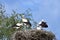 Four young storks in nest day before first flight