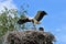 Four young storks in nest day before first flight