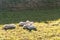 Four young white lambs cuddling and laying next to each other on a grassy field