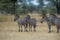 Four Zebra with backs to camera standing