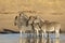 Four zebra standing in water looking alert in sunset in Kruger Park South Africa
