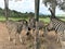 Four zebras eating grass in the zoo, animal life