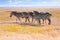 Four zebras walking in the wilderness of Africa