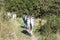 Four Zebras Wander up Hiking Trail in Nature Reserve