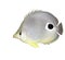 Foureye Butterflyfish