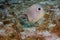 Foureye Butterflyfish (Chaetodon capistratus)