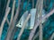 Foureye butterflyfish, Chaetodon capistratus, in Bonaire. Caribbean Diving holiday