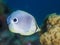 Foureye butterflyfish, Chaetodon capistratus. CuraÃ§ao, Lesser Antilles, Caribbean