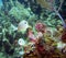 Foureye Butterflyfish Swim the Caribbean Reef