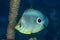 Foureye butterflyfish swimming in Bahamas