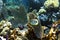 Foureye butterflyfish, underwater shot