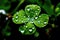 Fourleaf Clover With Dewdrops, Closeup. Generative AI