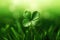 Fourleaf Green Clover On Green Background, Closeup. Generative AI