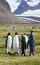 A Foursome of King Penguins in a Grassy Field with Snowy Mountains Behind