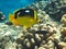 Fourspot Butterflyfish