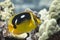 Fourspot Butterflyfish on Coral Reef