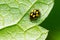 Fourteen-spotted Ladybird Beetle - Propylea quatuordecimpunctata