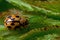 Fourteen spotted ladybug, Propylea quatuordecimpunctata Proqua