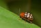 Fourteen-spotted leaf beetle, side view.