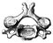 Fourth Cervical Vertebra Viewed from Above, vintage illustration