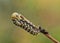 Fourth instar of Black Swallowtail butterfly caterpillar, right after molting