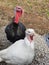 Fowl couple on farm after Thanksgiving